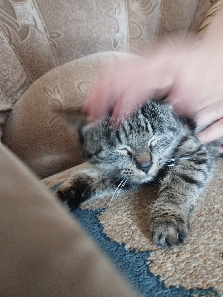 Игривое котята,мышеловый