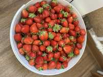 Продам дачную клубнику