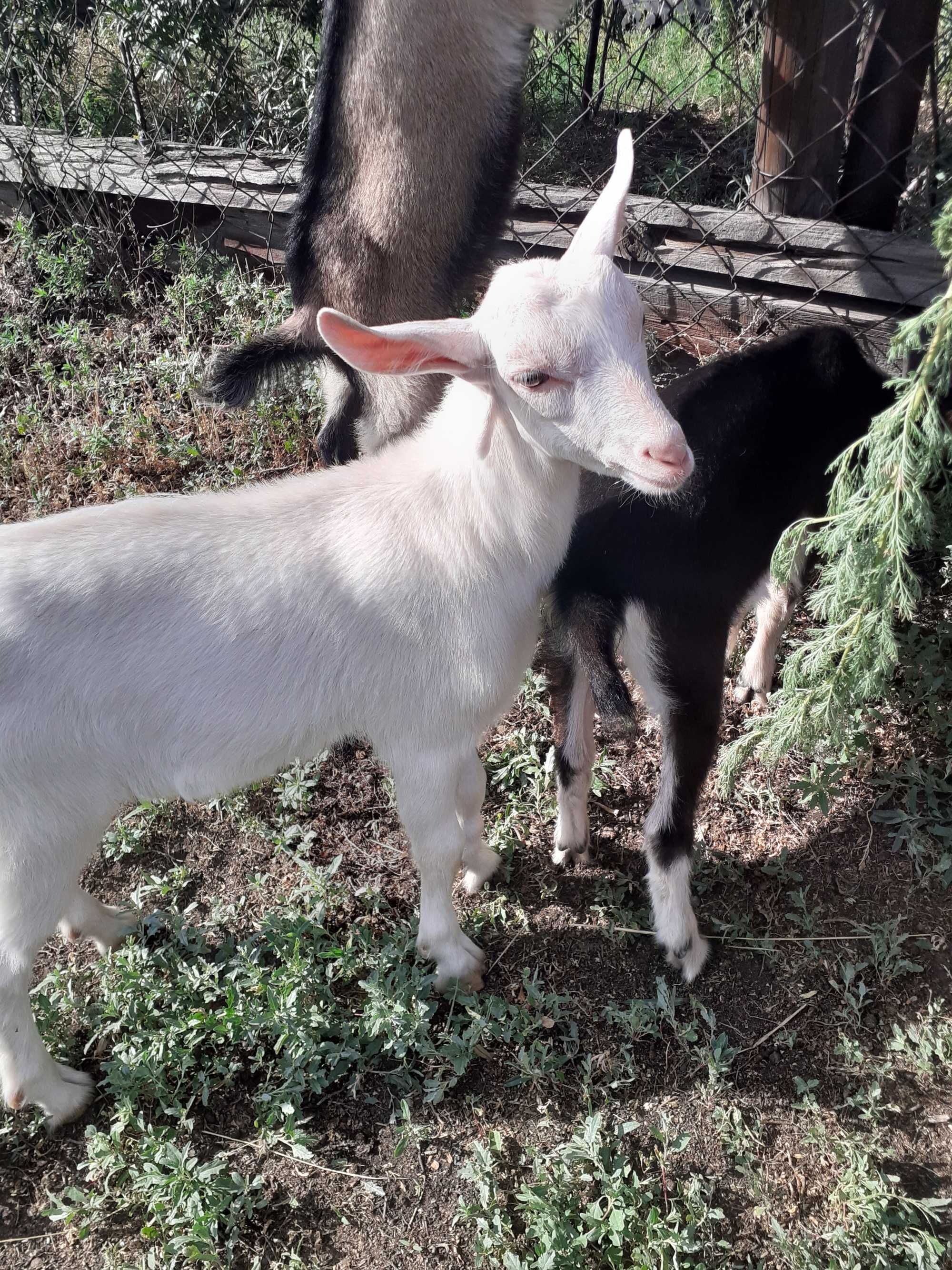 Продам  козлят (мальчики).