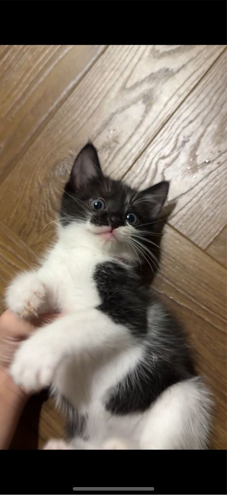 Котенок полтора месяца.