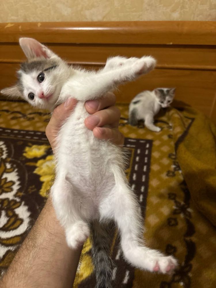 Отдам котят бесплатно