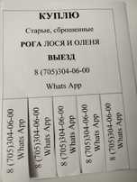 Рога!!! Лось олень