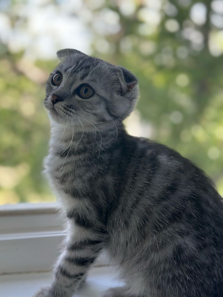 Продам котенка скоттиш