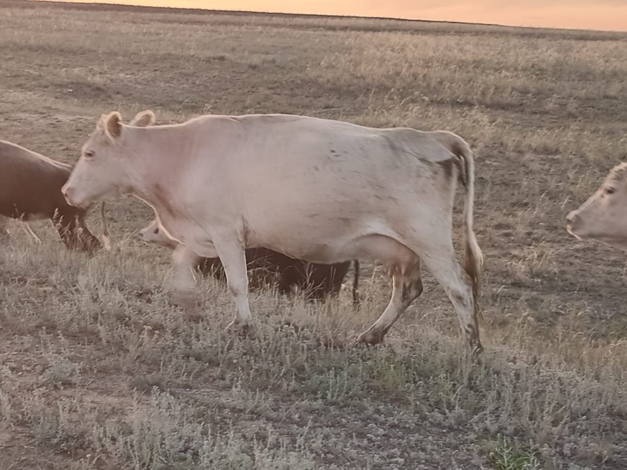 Продам коров 4 головы