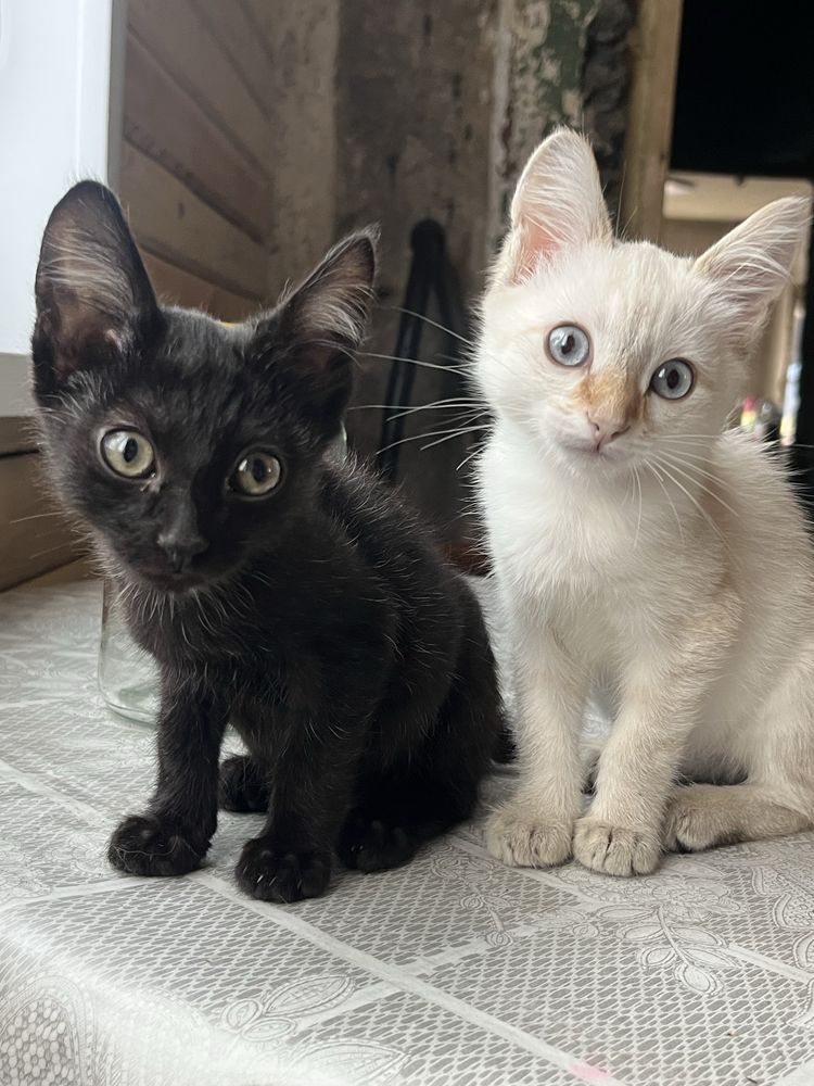 Котята в добрые руки