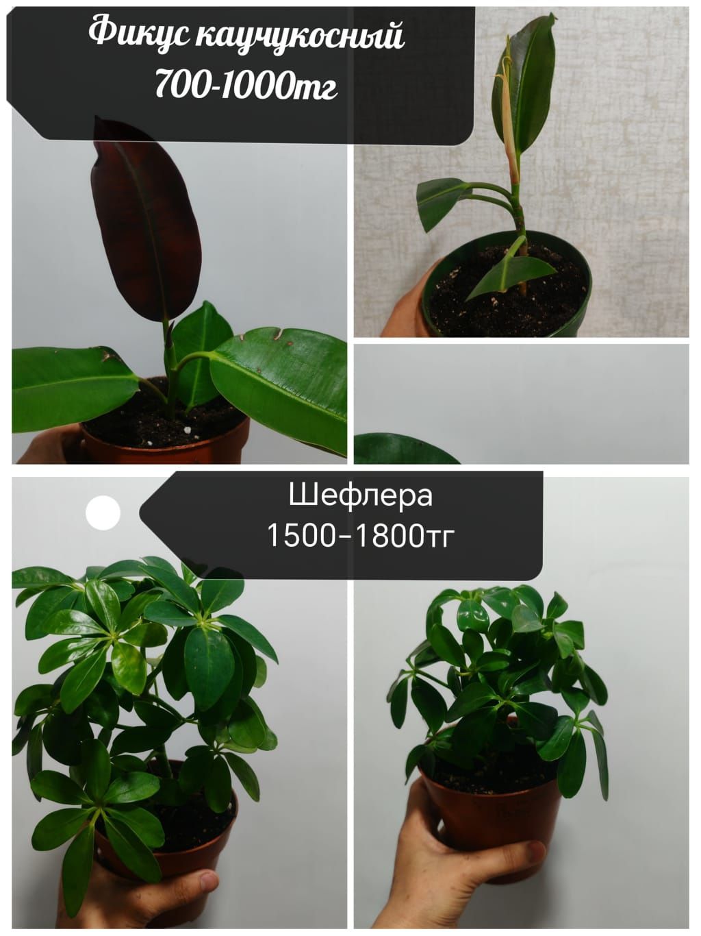 фикус , сансевиля,алое,калатн,шефлера.