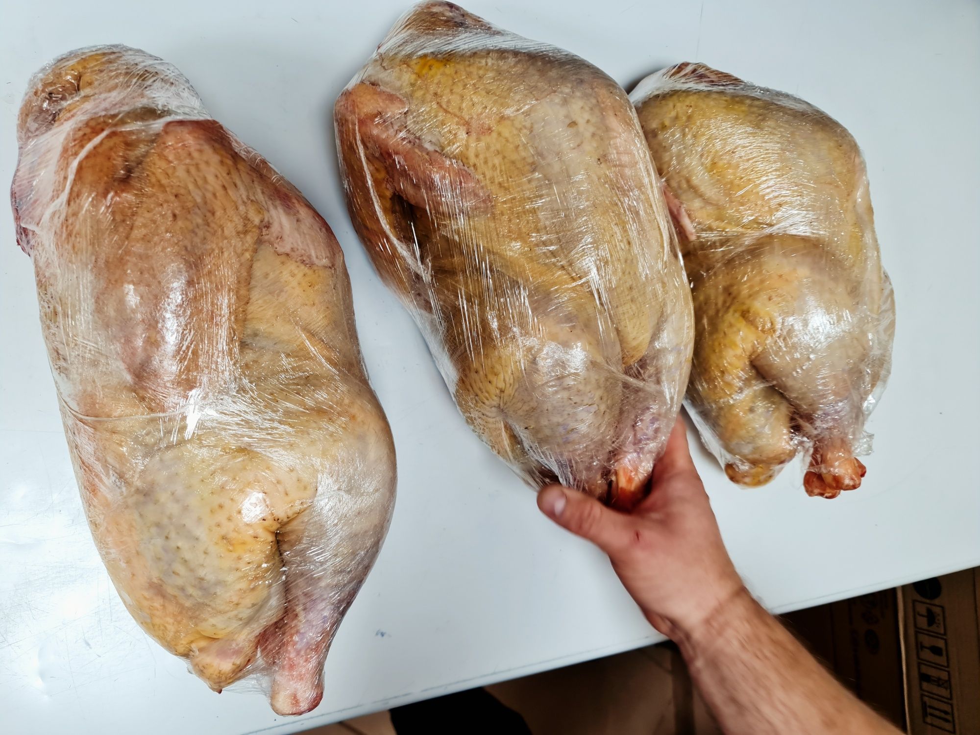 Птица домашняя:гуси, куры, утки, перепёлки, индюки.