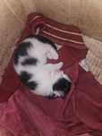 Срочно, кормящая кошка котёнку