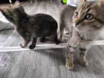 Отдадим котят бесплатно в добрые руки!!