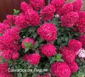 Продам Гортензии