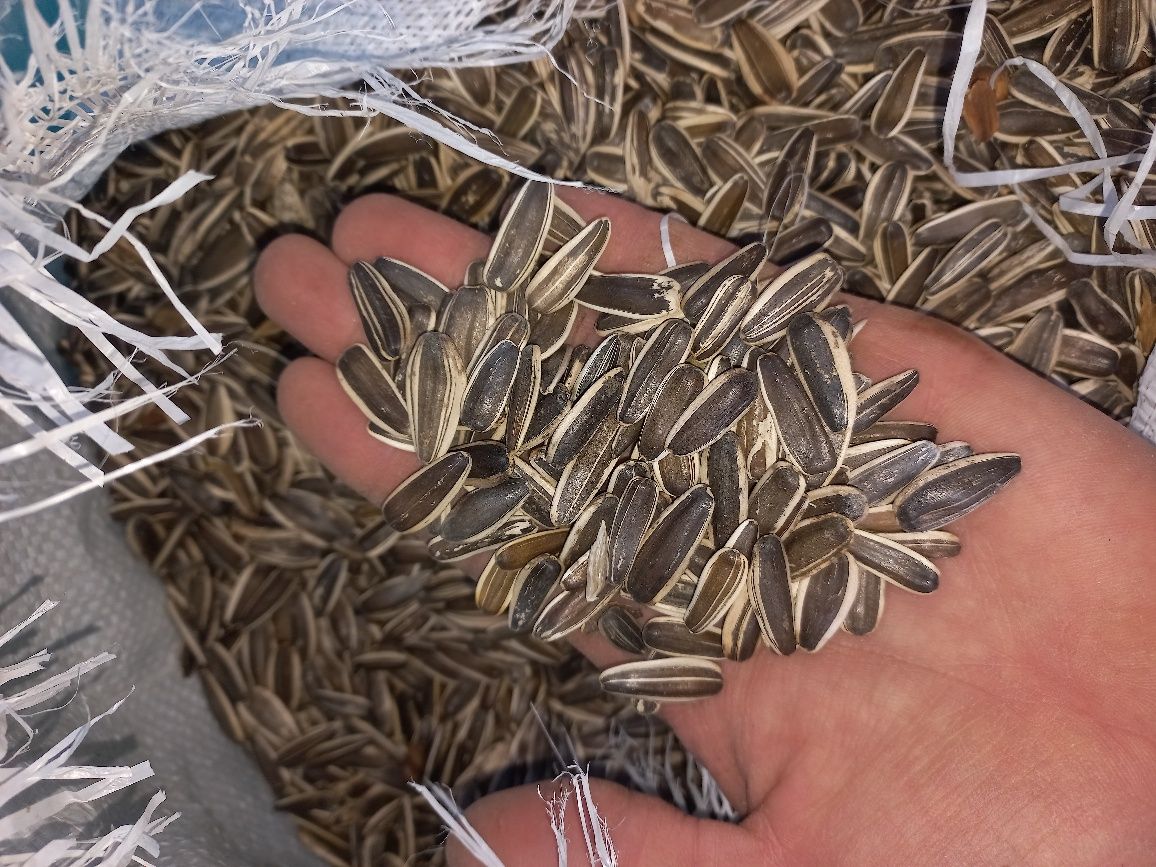 Семечка отборные