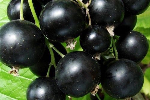 Черная смородина очень крупная