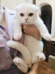 Белый шотландский вислоухий кот