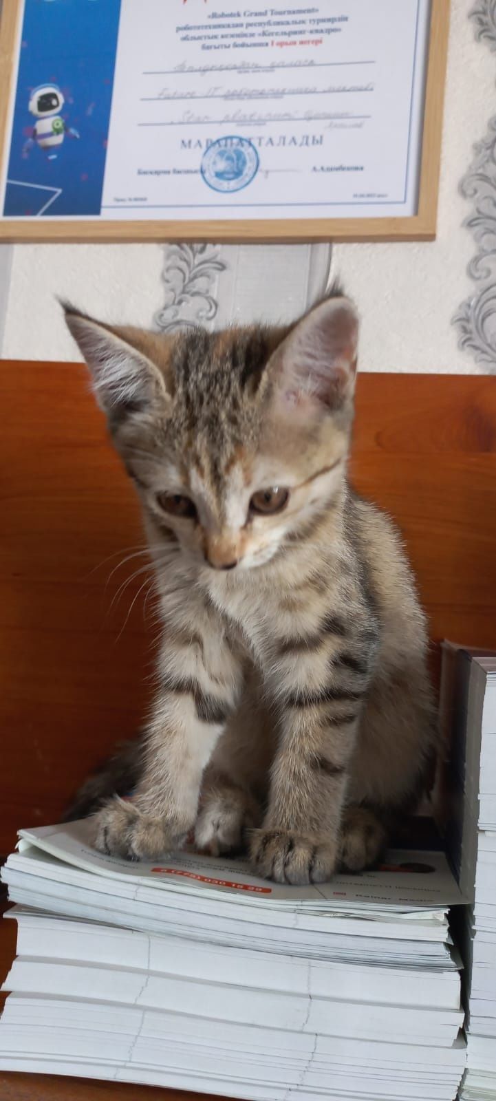 Отдам котят! Бесплатно.