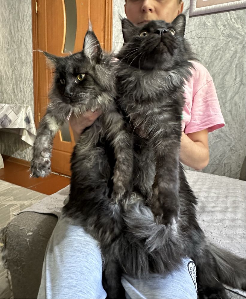 Кот породы Мейн-Кун.Вязка.