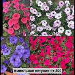 Продам рассаду цветов