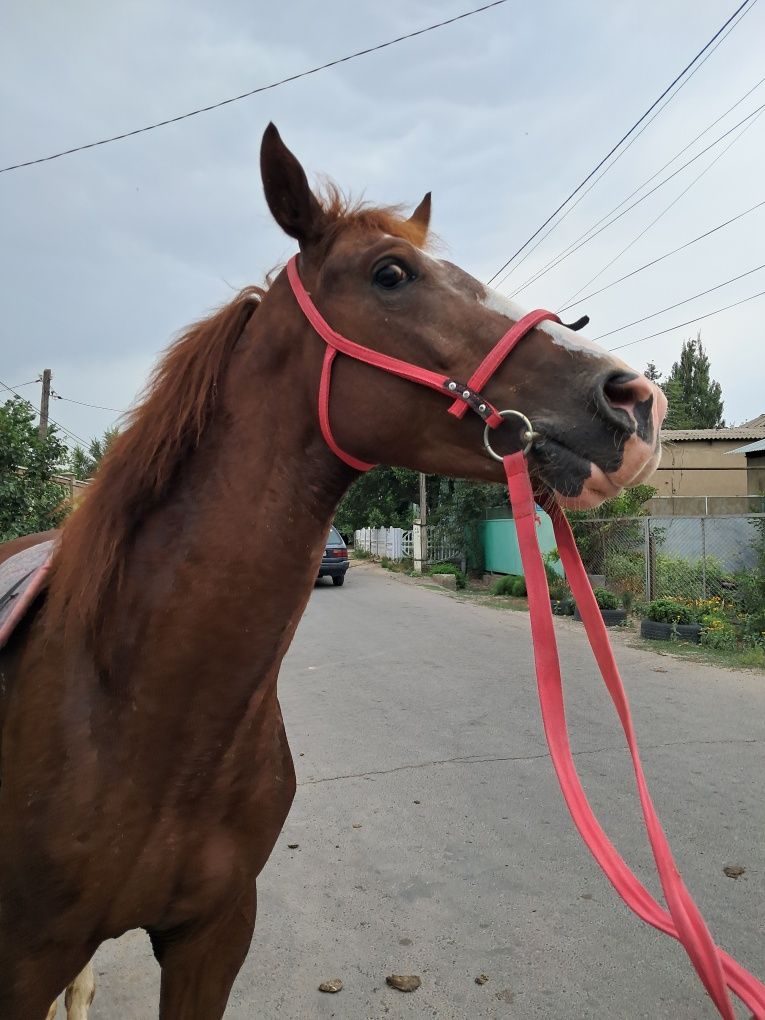 Жылкы Тай 1,5 жас