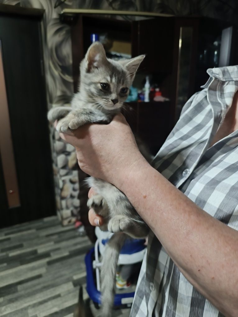 Отдам котят в добрые руки