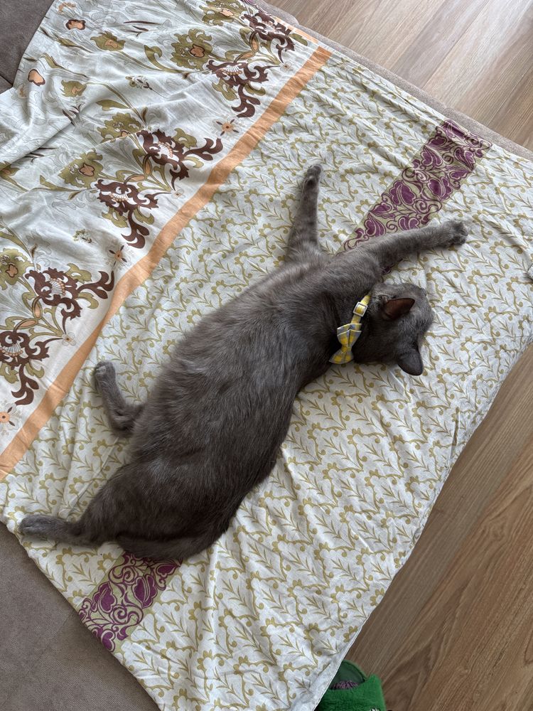 Отдам кота в хорошие руки