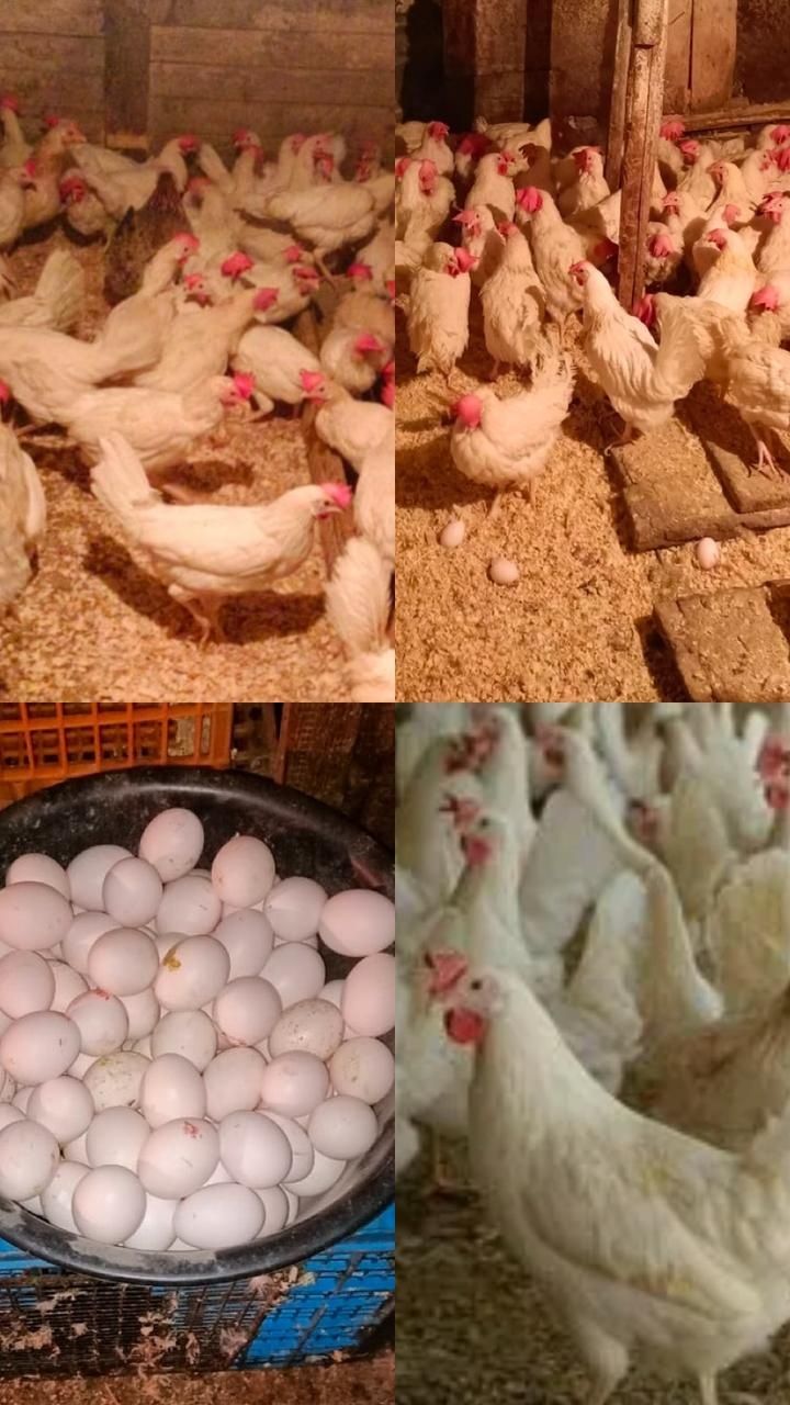 Куры ленгорн декабл уайт поросята мясные