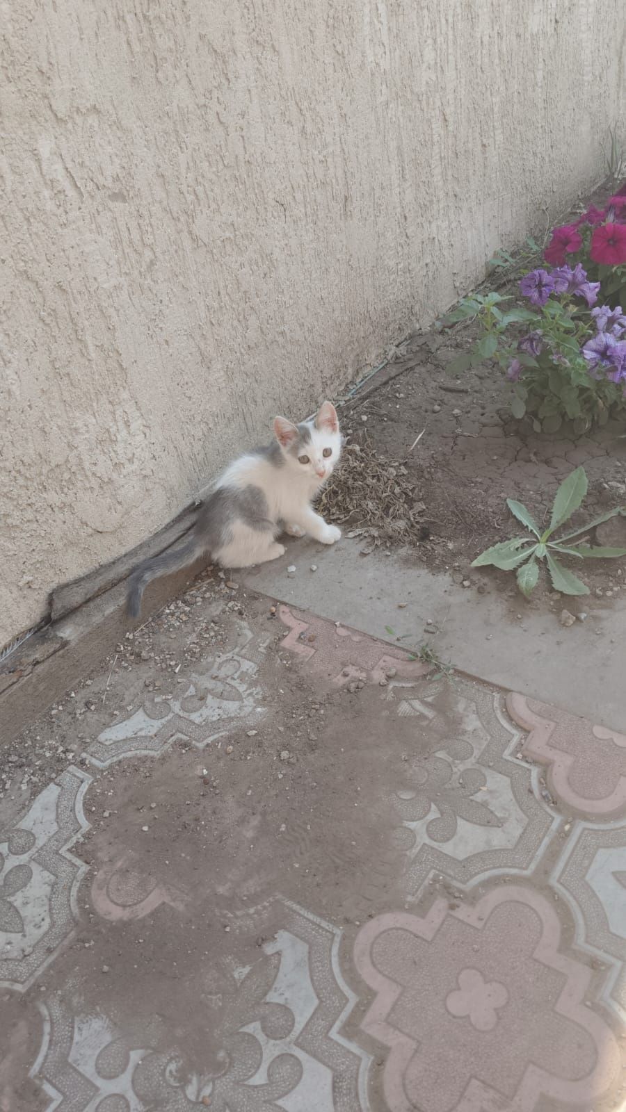 Отдам в хорошие руки