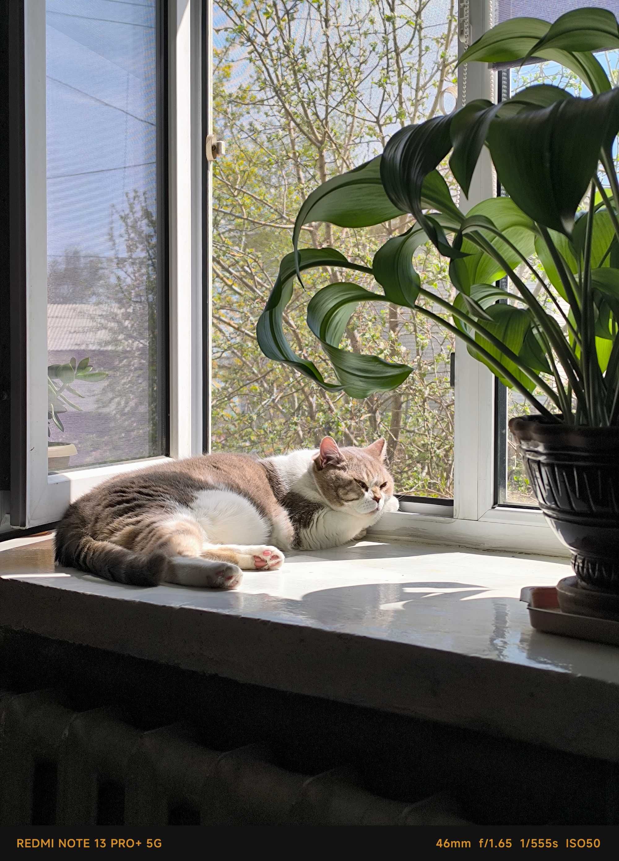 Отдам кота Британца