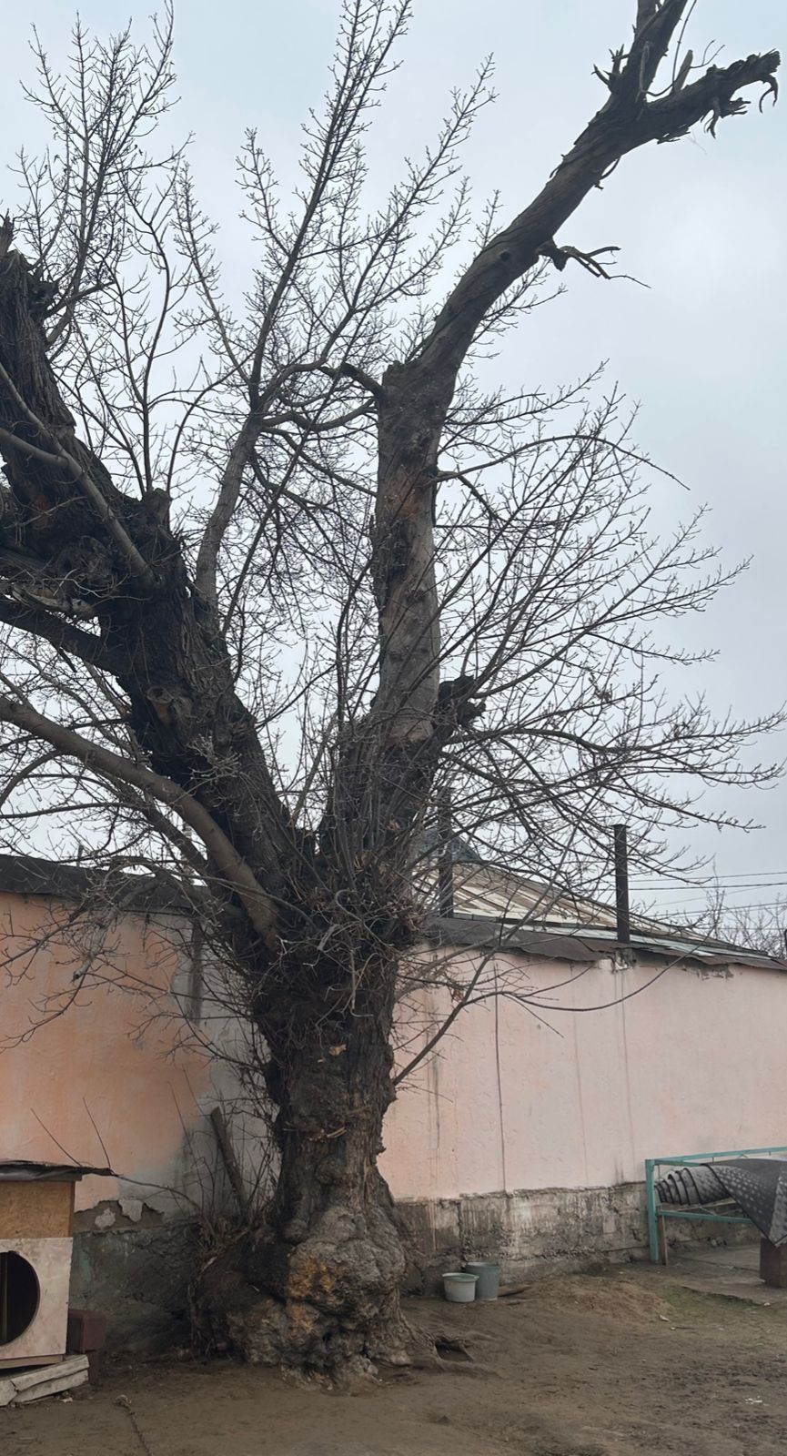 Тал, ағаш отынға тегін