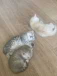 Прядам котят шатланцы без документов