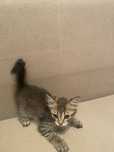 Отдам котят в хорошие руки