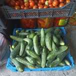 Продам домашние огурцы