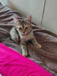 Отдам в добрые руки котят