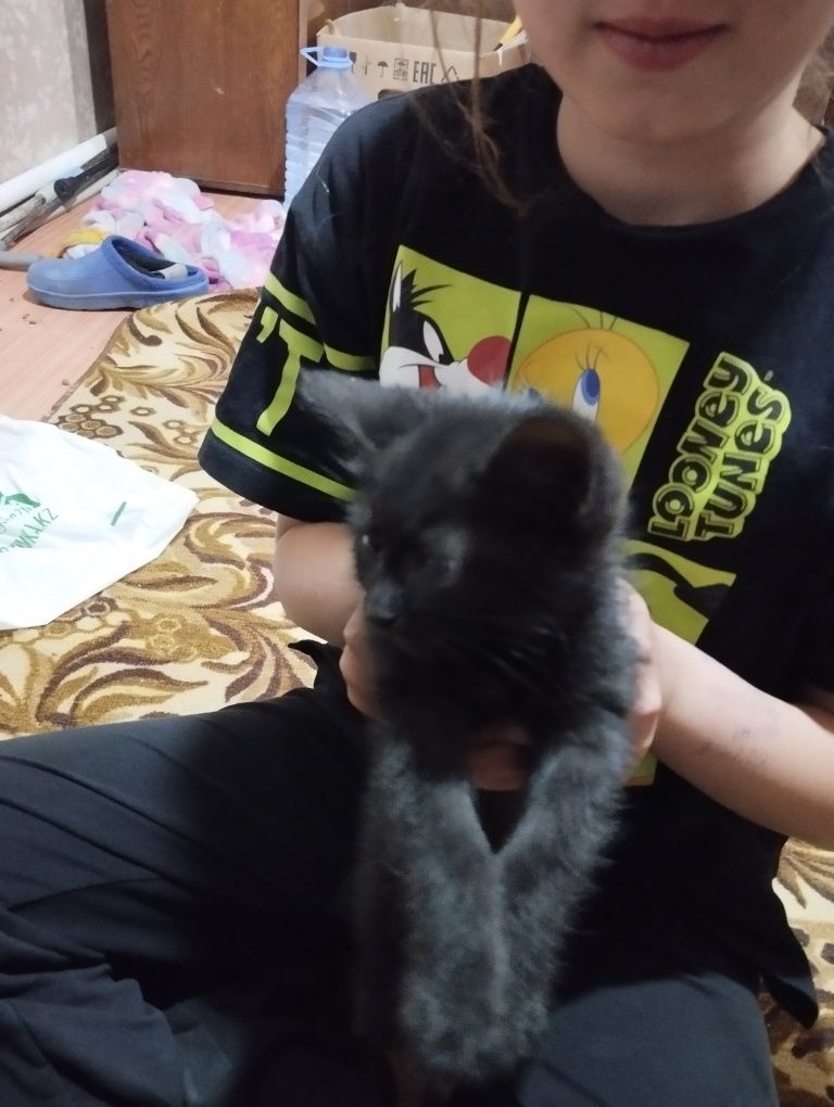 Красивые, милые  котята