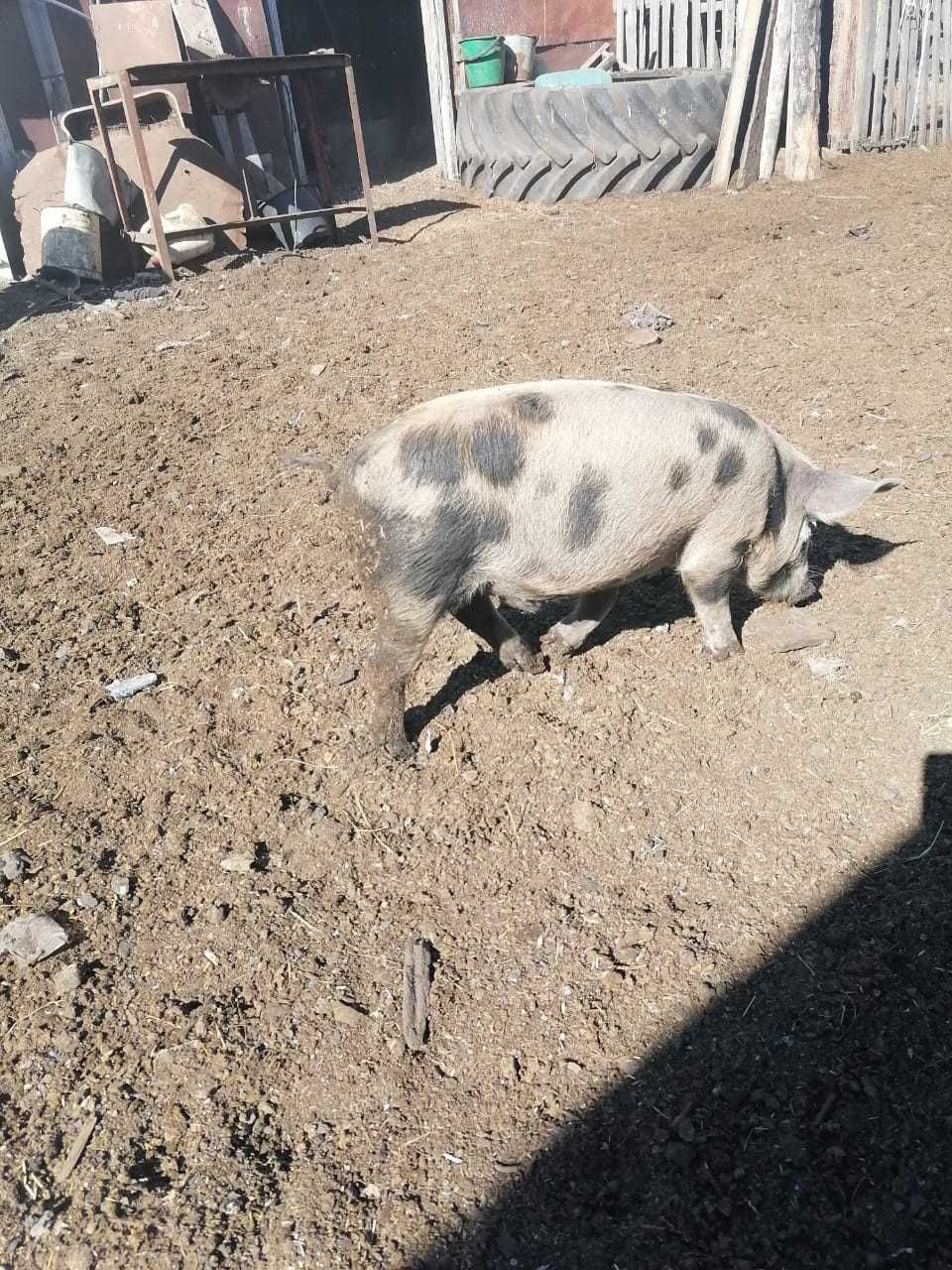 Поросята двухмесячные
