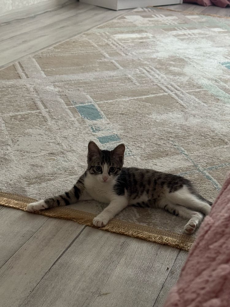 Отдам котика добрые руки