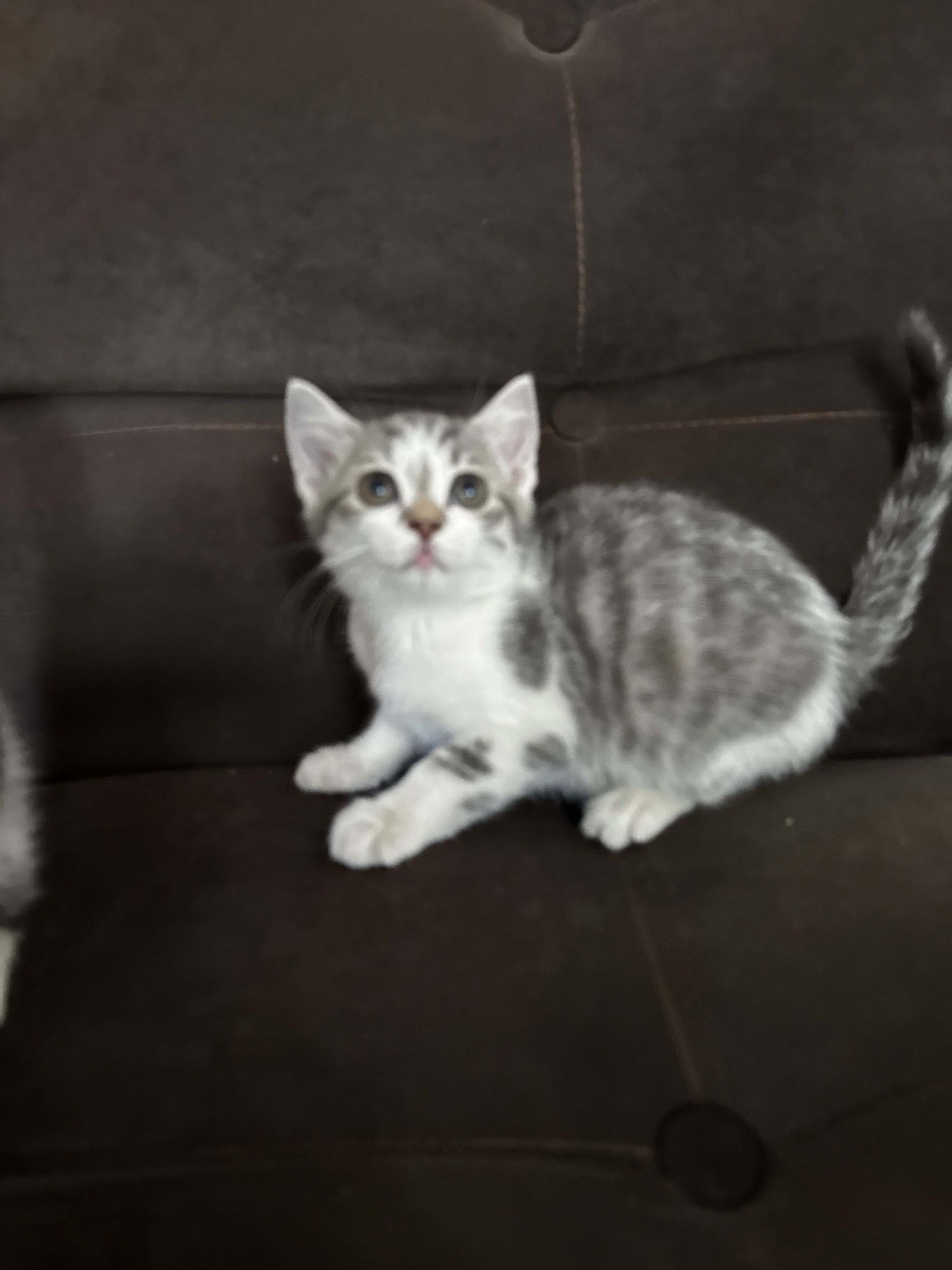 Котята ищут любящую семью
