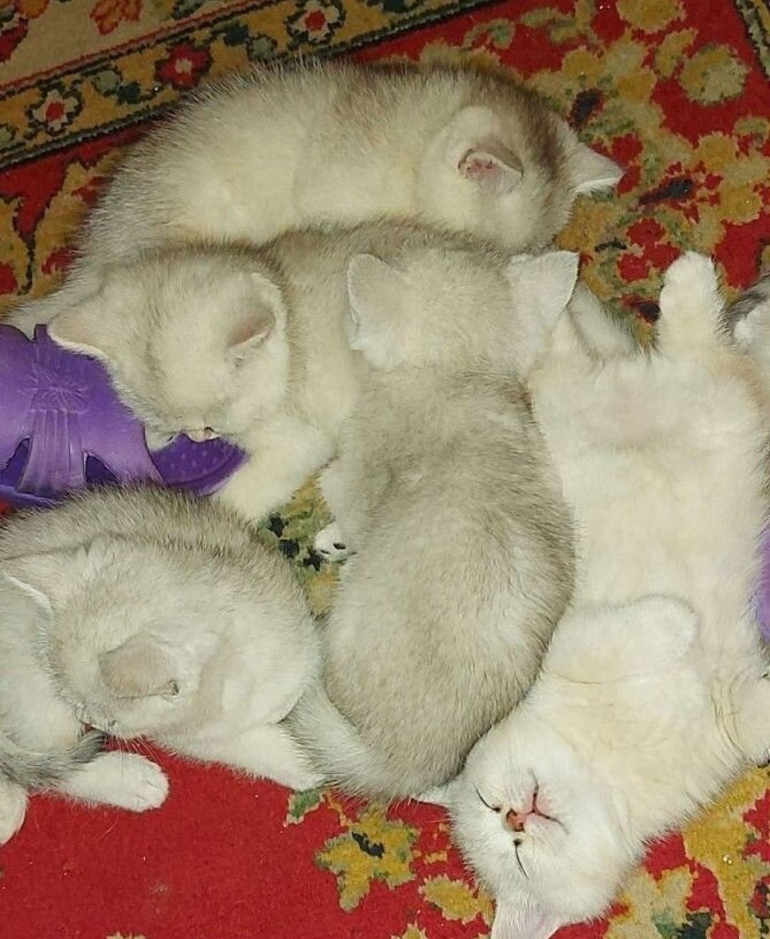 Кот ждет невесту, британец окрас шиншила серебро, опытный! Вязка