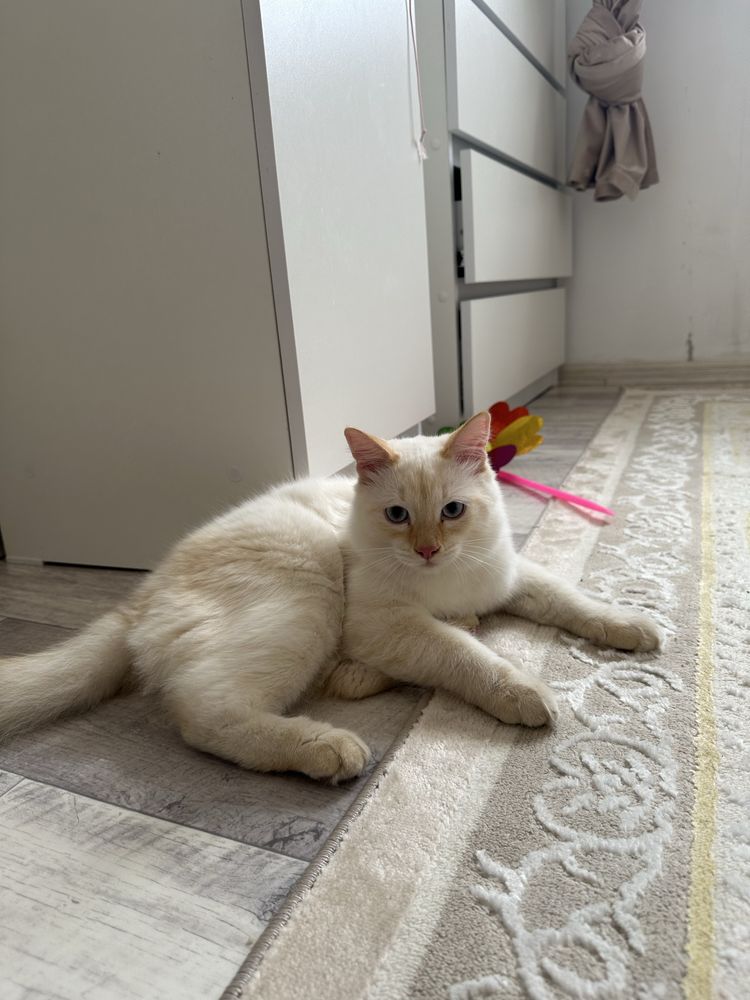 Кот 4 месяца, Мальчик