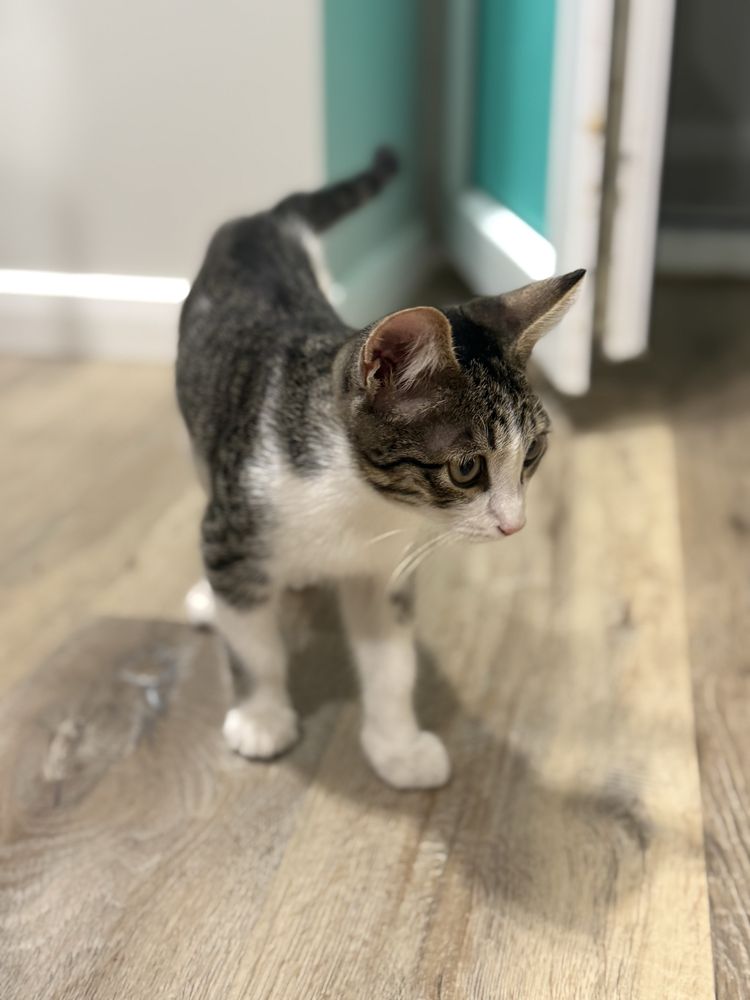 Котенок в добрые руки