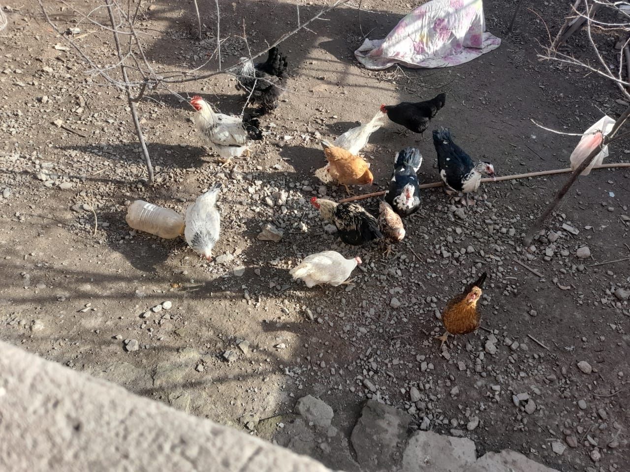 Продаются 1 петух и 2 курицы .2 индоутки.