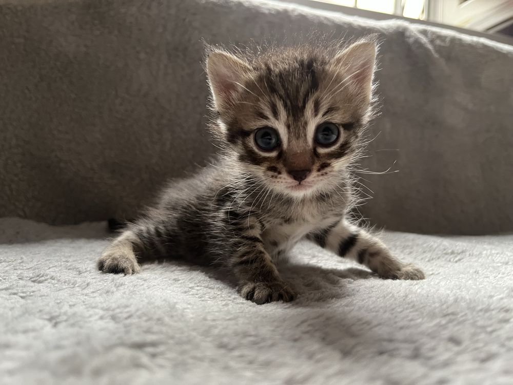 Отдам котят в хорошие руки 1,2 месяца