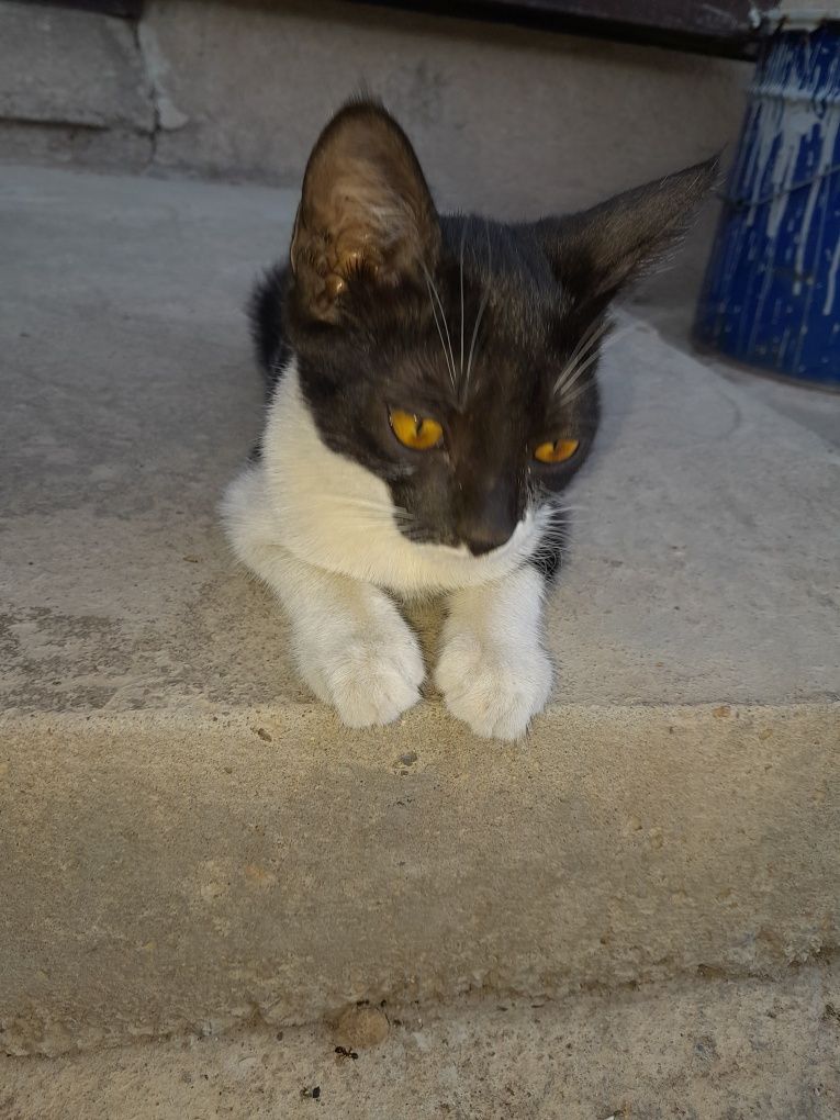 Отдам котят в хорошие руки