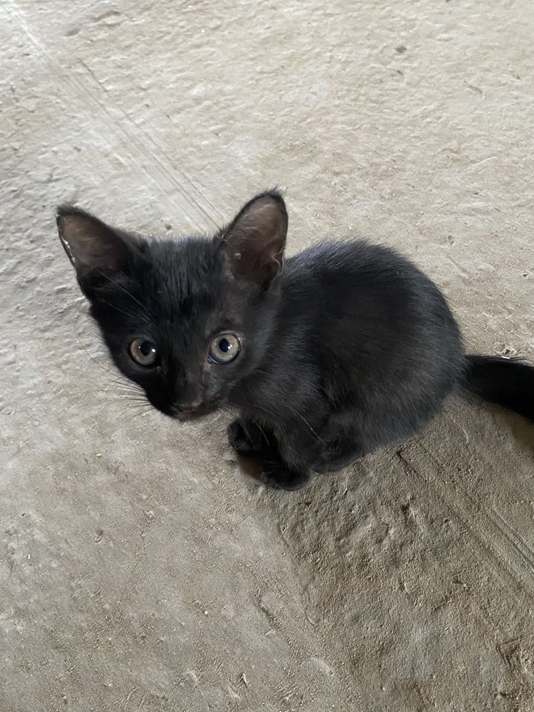 Отдам котят доброе руки
