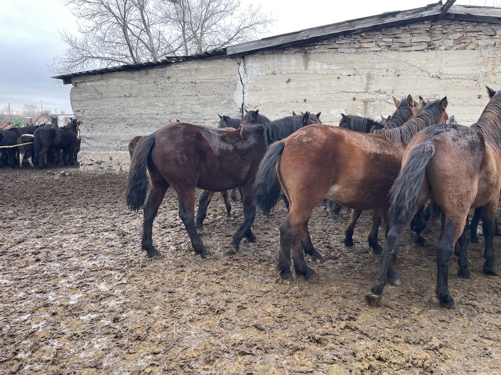 Продам Лошадей Кобыла жеребенок Тайлар