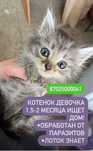 Котята ищут дом!