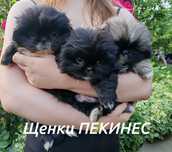 Щенки Пекинеса 2 месяца