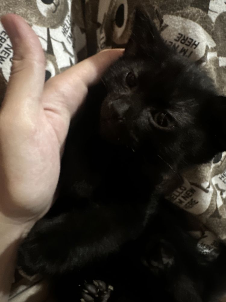 Отдаем Черных необычных кошек