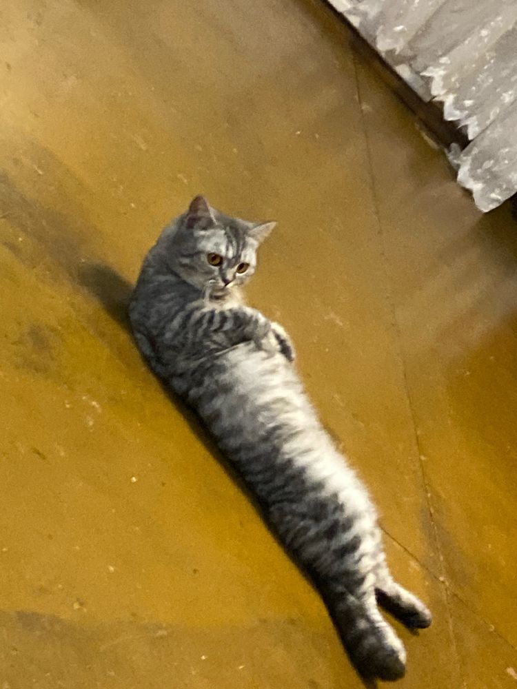 Шотланка кошечка