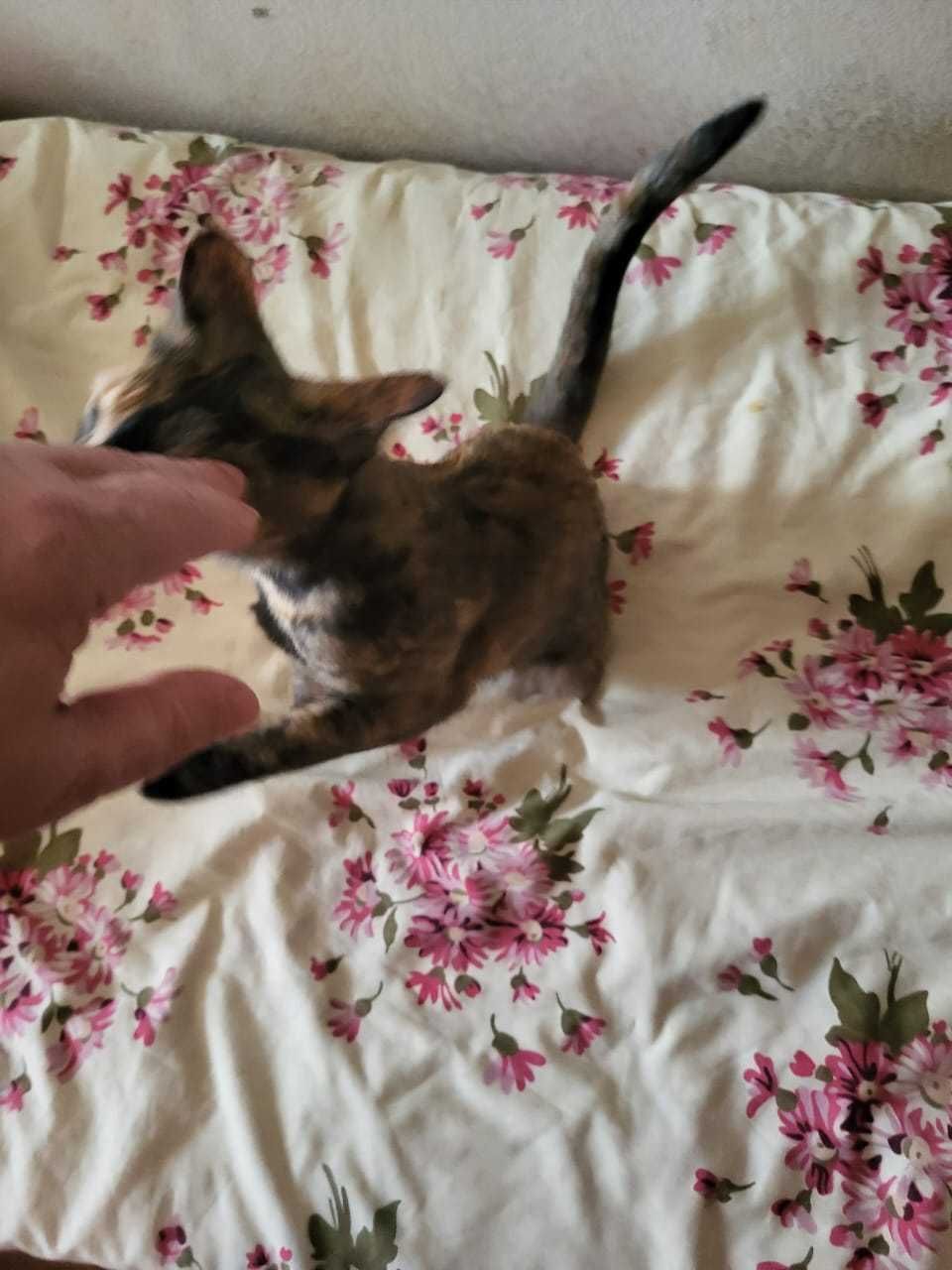 Отдам кошечку в хорошие руки