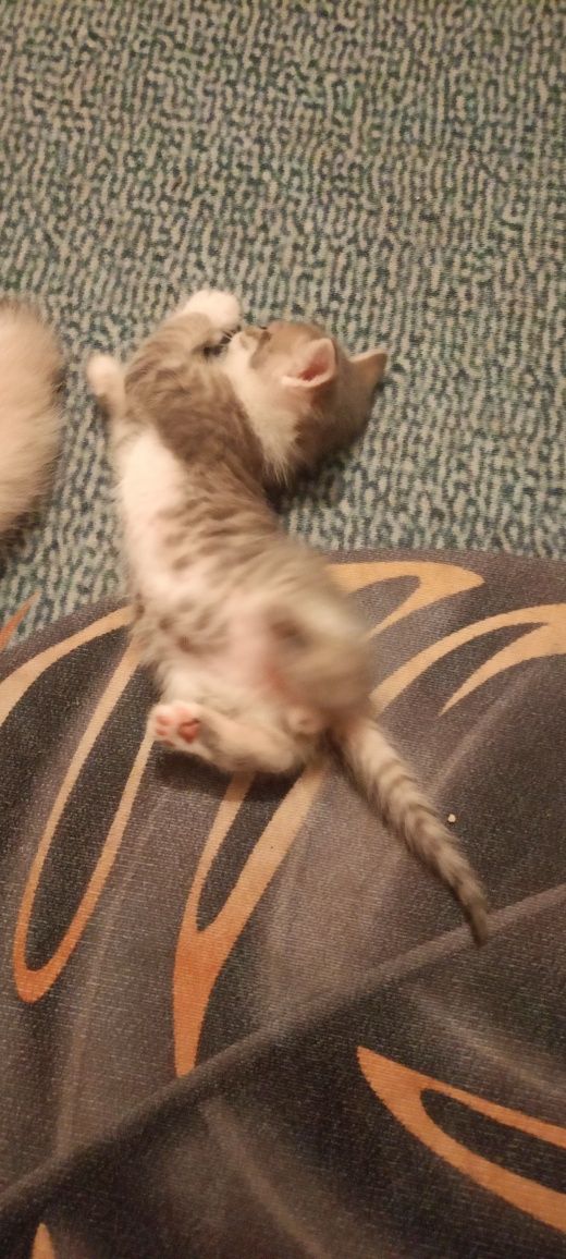 Котята полтора месяца