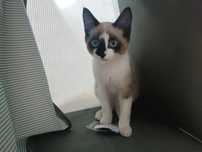 Продается красивый котенок сноу шу Мальчик